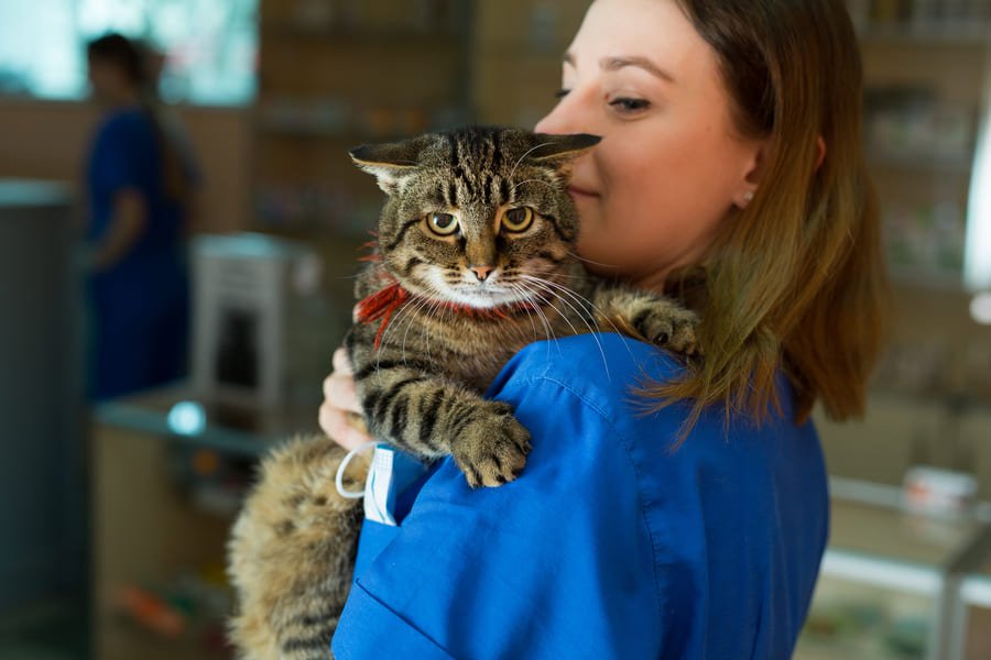 Veterinaria en San Cristóbal de las Casas