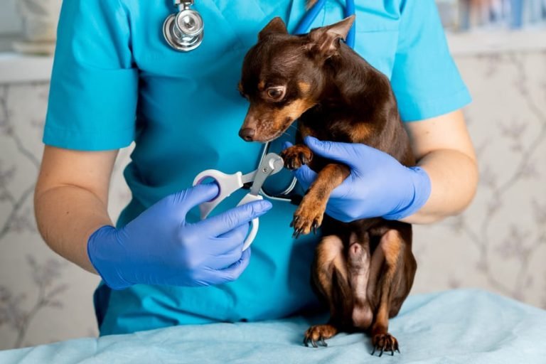 veterinaria en san cristobal de las casas