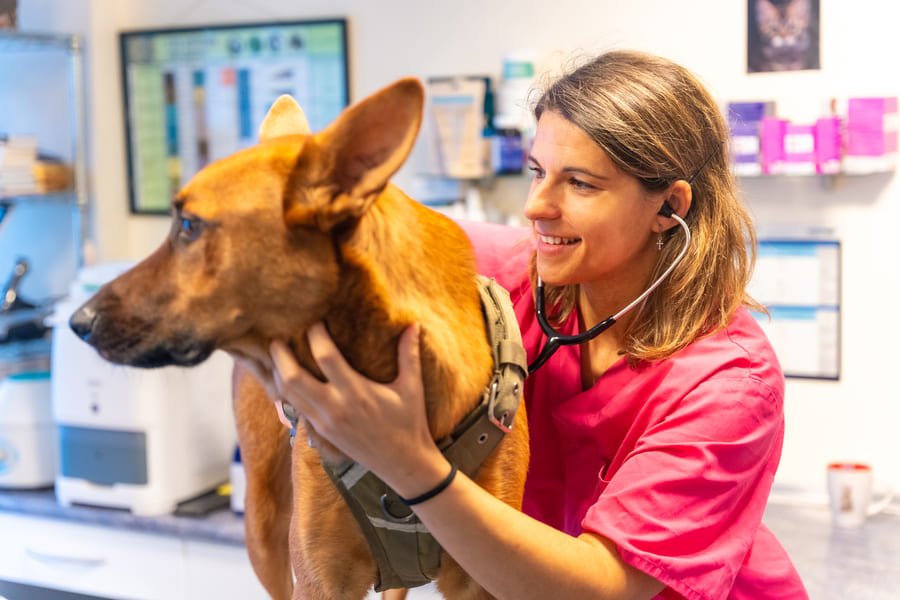 veterinaria atendiendo a mascota